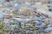 Baird's Sandpiper, Chiloe, Chile, December 2005 - click for larger image