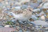 Baird's  Sandpiper, Chiloe, Chile, December 2005 - click for larger image