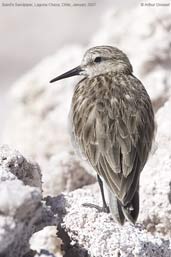 Baird's  Sandpiper, Laguna Chaxa, Chile, January 2007 - click for larger image