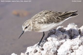 Baird's  Sandpiper, Laguna Chaxa, Chile, January 2007 - click for larger image