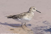 Baird's  Sandpiper, Laguna Chaxa, Chile, January 2007 - click for larger image