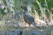 California Quail, Chile, November 2005 - click for larger image