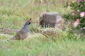 California Quail, Chile, November 2005 - click for larger image