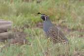 California Quail, Chile, November 2005 - click for larger image