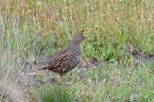 California Quail, Chile, November 2005 - click for larger image