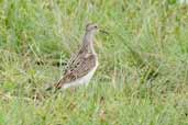 Pectoral Sandpiper, São Gabriel da Cachoeira, Amazonas, Brazil, August 2004 - click for larger image