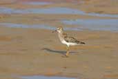 Pectoral Sandpiper, Palmarí, Amazonas, Brazil, September 2003 - click for larger image