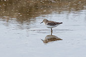 Least Sandpiper, San Jose, Lambayeque, Peru, October 2018 - click for larger image