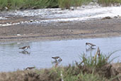 Least Sandpiper, San Jose, Lambayeque, Peru, October 2018 - click for larger image