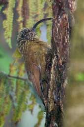 Black-billed  Scythebill, Intervales, São Paulo, Brazil, April 2004 - click for larger image