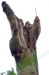 Black-billed Scythebill, Intervales, S&atilde;o Paulo, Brazil, April 2004 - click for larger image