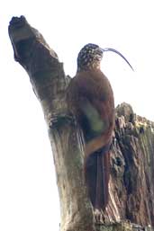 Black-billed  Scythebill, Intervales, São Paulo, Brazil, April 2004 - click for larger image