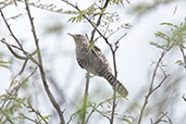 Fasciated Wren, Utcubamba Valley, Amazonas, Peru, October 2018 - click for larger image