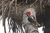 Guayaquil Woodpecker, Cerro Casupe, Lambayeque, Peru, October 2018 - click for larger image