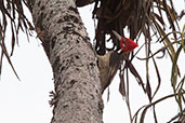 Guayaquil Woodpecker, Cerro Casupe, Lambayeque, Peru, October 2018 - click for larger image