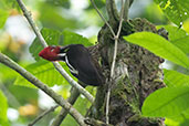 Guayaquil Woodpecker, Rio Silanche, Pichincha, Ecuador, November 2019 - click for larger image
