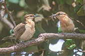 Bicoloured Wren, Roraima, Brazil, July 2001 - click for a larger image