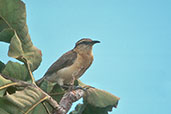 Bicoloured Wren, Roraima, Brazil, July 2001 - click for a larger image