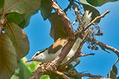 Bicoloured Wren, Roraima, Brazil, July 2001 - click for a larger image