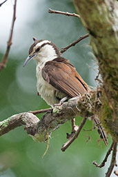 Bicoloured Wren, Minca, Magdalena, Colombia, April 2012 - click for a larger image