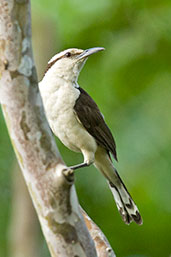 Bicoloured Wren, Minca, Magdalena, Colombia, April 2012 - click for a larger image