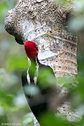 Pale-billed Woodpecker, Tikal, Guatemala, March 2015 - click for larger image