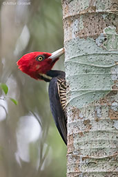 Pale-billed Woodpecker, Tikal, Guatemala, March 2015 - click for larger image