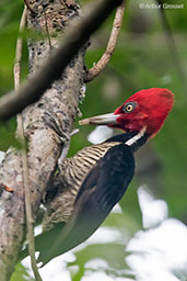 Pale-billed Woodpecker, Tikal, Guatemala, March 2015 - click for larger image