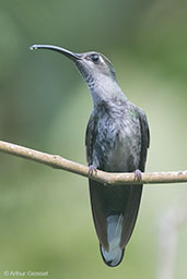 Female Violet Sabrewing, Pico Bonito, Honduras, March 2015 - click for larger image