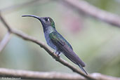 Female Violet Sabrewing, Pico Bonito, Honduras, March 2015 - click for larger image