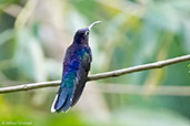 Male Violet Sabrewing, Pico Bonito, Honduras, March 2015 - click for larger image