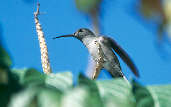 Grey-breasted  Sabrewing, Presidente Figueiredo, Amazonas, Brazil, July 2001 - click for larger image