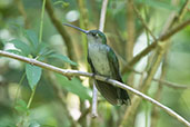 Grey-breasted Sabrewing, Koepcke Reserve, San Martin, Peru, October 2018 - click for larger image