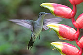 Grey-breasted Sabrewing, Koepcke Reserve, San Martin, Peru, October 2018 - click for larger image