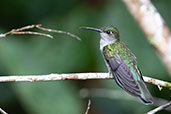 Grey-breasted Sabrewing, Arena Blanca, San Martin, Peru, October 20181 - click for larger image