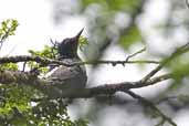 Female Magellanic Woodpecker, Puyehue National Park, Chile, November 2005 - click for larger image