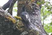 Female Magellanic Woodpecker, Puyehue National Park, Chile, November 2005 - click for larger image