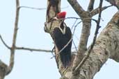 Female Crimson-crested Woodpecker, São Gabriel da Cachoeira, Amazonas, Brazil, August 2004 - click for larger image