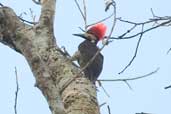 Female Crimson-crested Woodpecker, São Gabriel da Cachoeira, Amazonas, Brazil, August 2004 - click for larger image