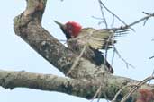 Male Crimson-crested Woodpecker, São Gabriel da Cachoeira, Amazonas, Brazil, August 2004 - click for larger image