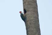 Female Crimson-crested Woodpecker at nest hole, Isla de Marajó, Pará, Brazil, November 2005 - click for larger image