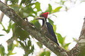 Female Crimson-crested WoodpeckerRioja, San Martin, Peru, October 2018 - click for larger image