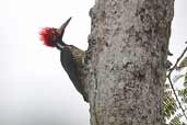 Male Crimson-crested Woodpecker, Javarí River, Peru, September 2003 - click for larger image