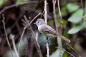 Southern Beardless Tyrannulet, Tamandaré, Pernambuco, Brazil, October 2008 - click for larger image