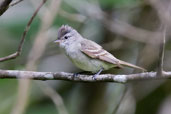 Southern Beardless Tyrannulet, Tamandaré, Pernambuco, Brazil, October 2008 - click for larger image