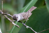 Southern Beardless Tyrannulet, Tamandaré, Pernambuco, Brazil, October 2008 - click for larger image