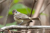 Southern Beardless Tyrannulet, Minca, Magdalena, Colombia, April 2012 - click for larger image