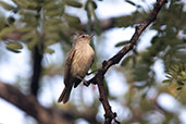 Southern Beardless Tyrannulet, Chaparri, Lambayeque, Peru, October 2018 - click for larger image