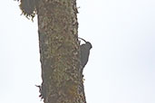 Brown-billed Scythebill, Amagusa Reserve, Pichincha, Ecuador, November 2019 - click for larger image