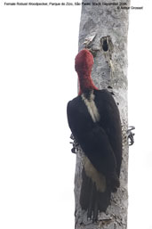 Female  Robust Woodpecker, Parque do Zizo, São Paulo, Brazil, November 2006 - click for larger image